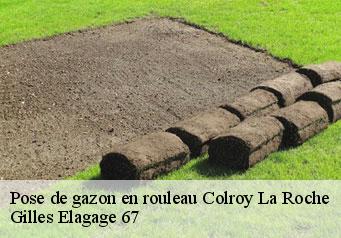 Pose de gazon en rouleau  colroy-la-roche-67420 Gilles Elagage 67