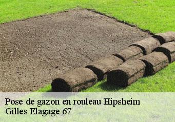 Pose de gazon en rouleau  hipsheim-67150 Gilles Elagage 67