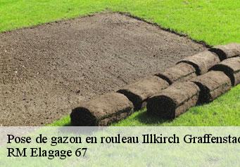 Pose de gazon en rouleau  illkirch-graffenstaden-67400 RM Elagage 67