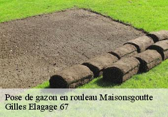 Pose de gazon en rouleau  maisonsgoutte-67220 Gilles Elagage 67