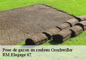 Pose de gazon en rouleau  orschwiller-67600 Gilles Elagage 67