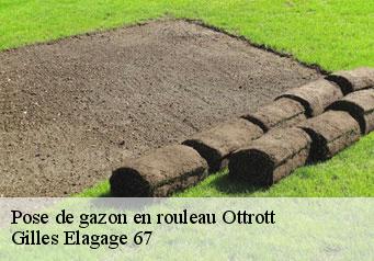 Pose de gazon en rouleau  ottrott-67530 Gilles Elagage 67