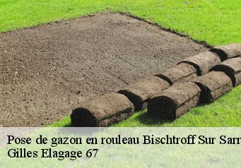 Pose de gazon en rouleau bischtroff-sur-sarre-67260 Gilles Elagage 67