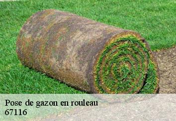 Pose de gazon en rouleau 67116