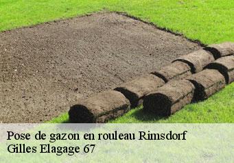 Pose de gazon en rouleau  rimsdorf-67260 Gilles Elagage 67