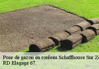 pose-de-gazon-en-rouleau