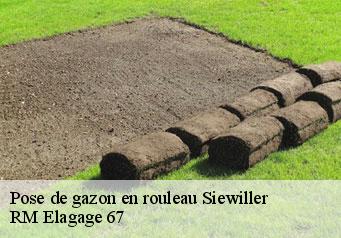 Pose de gazon en rouleau  siewiller-67320 Gilles Elagage 67