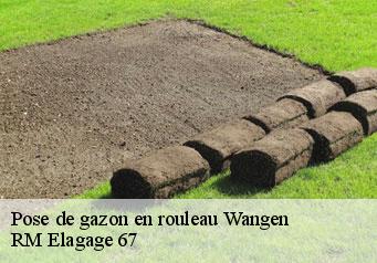 Pose de gazon en rouleau wangen-67520 RM Elagage 67