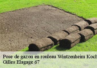 Pose de gazon en rouleau  wintzenheim-kochersberg-67370 Gilles Elagage 67